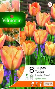 Tulipe Apricot Foxx (x8)